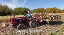 又到了秋收的季节，大妮姐和老公往家里拉秸秆，公公婆婆都来帮忙