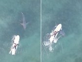美国：男子冲浪时从大白鲨身上划过，险些碰到鲨鱼鳍