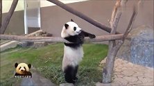 无论何时，总是笑嘻嘻卖萌的熊猫桃浜又来圈粉了！
