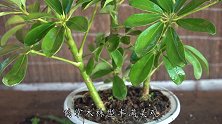 这个药能促生长，喂一片给鸭掌木，叶子肥厚翠绿，枝叶狂长
