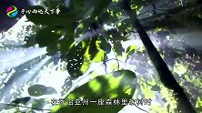 狗狗不小心掉进橡树干，二十年后才被人发现，已经变成了木乃伊