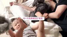 宝宝和爸爸睡午觉，两只狗狗跑来一对一疯狂骚扰，宝宝怒了
