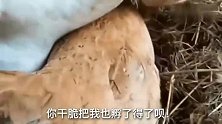 搞笑视频：招聘了一个饲养员，猪饲料都让你给吃了吧？
