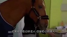 太暖心！一匹马居然跑去医院探望自己主人，过程让人感动