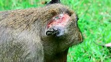 公猴因接近母猴被猴王爆头，伤势严重又痛苦，猴群没人理他