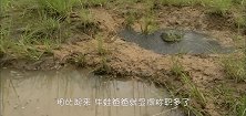 可怜天下父母心上万只小蝌蚪快晒死，牛蛙爸爸机智挖水沟救孩子