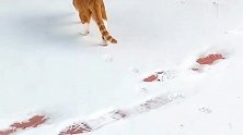 在雪中优雅漫步的小橘猫，足迹留下一朵朵漂亮的梅花！