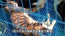 猫肉按每斤4块5充当猪羊肉，太仓警方果断截获千余只猫