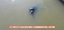 海豹不慎被打捞上来，老外刚割开渔网，危险的事情发生了