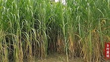 乡村莫姐种牧草喂牛做养殖，巨菌草一年可以砍6到8次，你种了吗