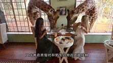 日本溜冰场太残忍了，为吸引顾客，将5000条鱼冻在冰下！