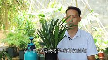 给兰花治疗根腐-茎腐-叶斑后，多做两件事效果就是杠杠的