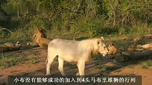 瘸腿雄狮：小布返回狮群，被罗斯雄狮教育了一顿，幸亏没打它