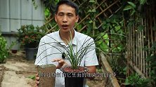 兰花盆里放“它”，从不担心积水烂根，却很少人用