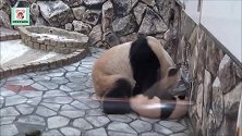 熊猫妈妈正埋头认真喝水，熊团子非要骑身上！