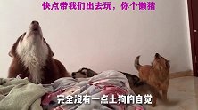 每天早上都要被这三条傻狗给吵醒