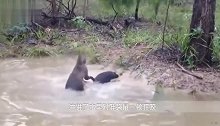 袋鼠被2条猎犬夹击，不料袋鼠突然发怒，镜头记录猎犬悲惨一幕