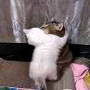 童养媳要抱抱，被我家高冷总裁猫，一把按趴下！