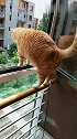 猫：好高啊，跳下去会怎么样！