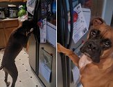美国：一只口渴的宠物狗被主人抓到在冰箱饮水机喝水