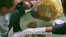 这条“僵尸虫”卖价比黄金还贵！看完形成过程，却让人不寒而栗