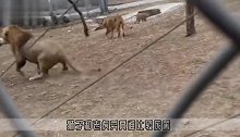 群狮围攻白虎，白虎一掌击退一个，用巴掌教狮子做猫，太强了！