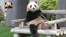 熊猫结浜舒坦地坐在椅子上，优哉游哉地吃着竹子，好乖好萌