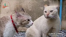 俩猫咪对骂,拉开阵势谁也不服谁,网友：这声音太吓人(1)