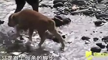 小牛渡河，面对湍急的流水难以对付，牛妈妈在对岸焦急的等待！