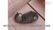 捡回一只小奶猫，老爸坚决不同意，结果半年后爹不是我的了！