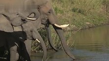 狮群与象群：喝水的时候不期而遇，霸道的象群冲向狮群