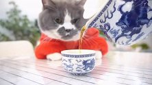 猫咪演绎道士下山，主人喜欢喝的茶叫乌龙茶，太可爱了