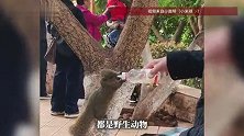 昆明一公园野生松鼠被长期投喂，松鼠已胖成“松猪”，园方回应