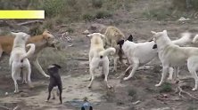 狼犬被一群狗狗群狗撕咬！5只汪星人下手真狠，悲惨的狼犬