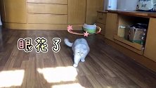 看小猫咪追逐光源，喜欢太阳