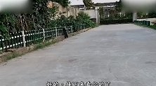 金毛和马犬被关笼子里，马犬跳出去后，金毛就装中暑让马犬叫主人