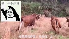 不要看俺老牛平时动作慢，跑起来可是也很快的，兄弟们追