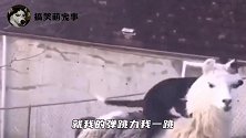 就这个坐姿在狗中也是个大家闺秀吧