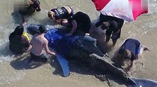 4米幼鲸搁浅海滩众人合力营救却失败