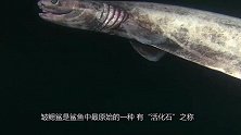 深海幽灵!凶猛起来连鲨鱼都吃，却不会攻击人类