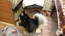 小二哈惹完事就藏沙发底下了，小二哈：想咬我，没门