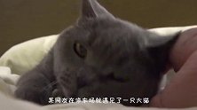 “巨婴”猫！网友在停车场看见一只大猫，都胖成猪了！