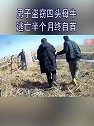 黑龙江大庆：男子盗窃四头母牛 逃亡半个月终自首