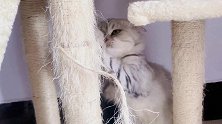 猫咪破坏力太强，猫爬架都给我薅秃了！
