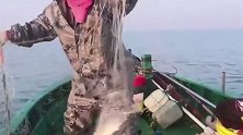 出海捕鱼遇大浪，一网收获几十斤大石斑，这下发财了！