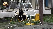 熊猫正正坐在宝宝椅上悠然自得，又乖又萌，漂亮极了