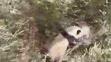 陕西汉中：罕见！野生大熊猫“比武招亲” 打斗场面激烈