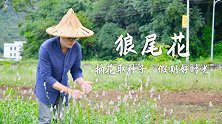 狼尾花长得像狼尾巴吗？国庆长假小伙一探究竟，带大家采花收种子