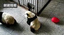 熊猫：两只熊猫宝宝从室内打到室外！