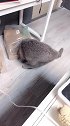 猫主人，这是你给我买的新窝么!